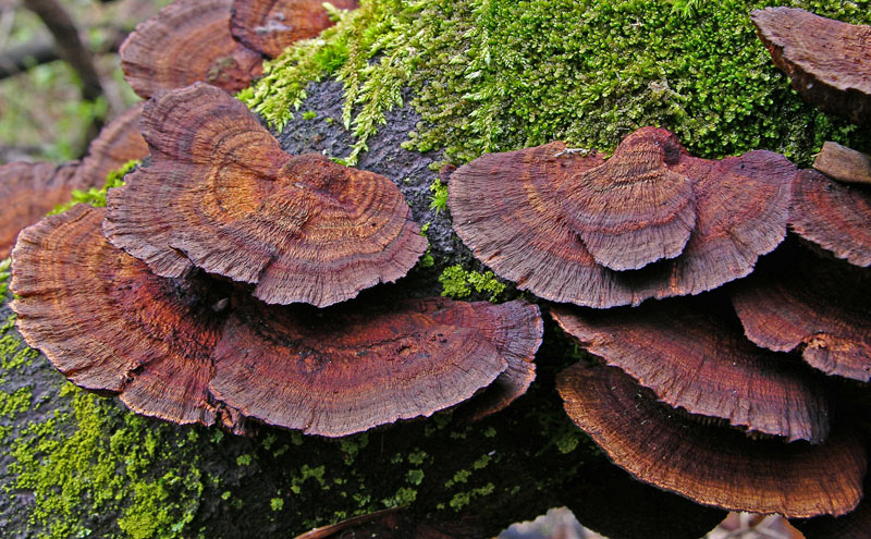 Ritrovamenti sabato 31.